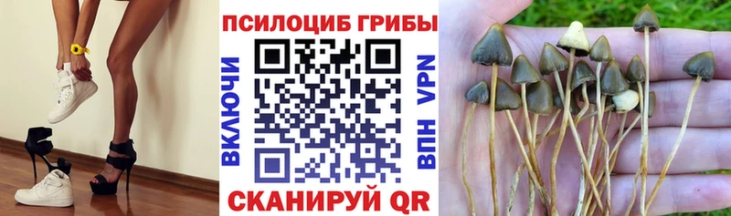 Галлюциногенные грибы Psilocybine cubensis  Купить где  Верхняя Пышма 